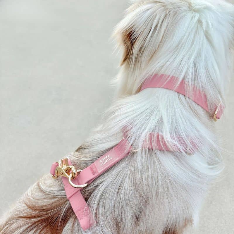 SUNNY TAILS - Rose