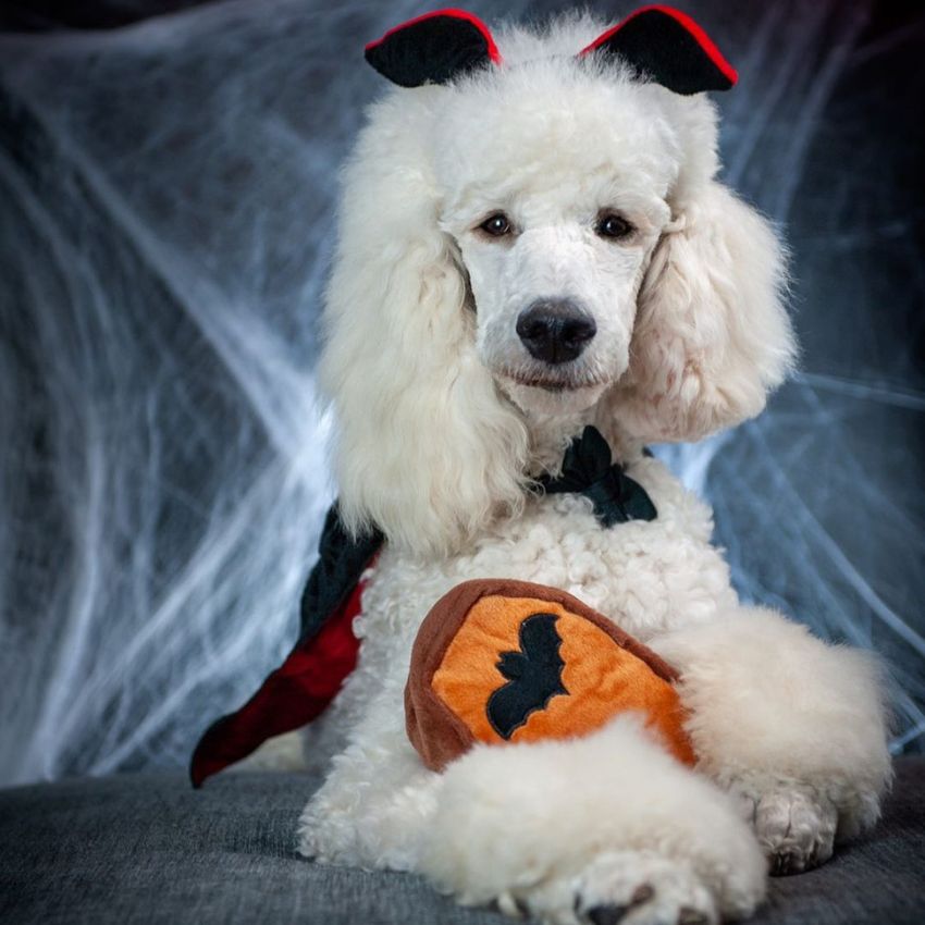 costumes, bandanas et accessoires de déguisements halloween pour chien 