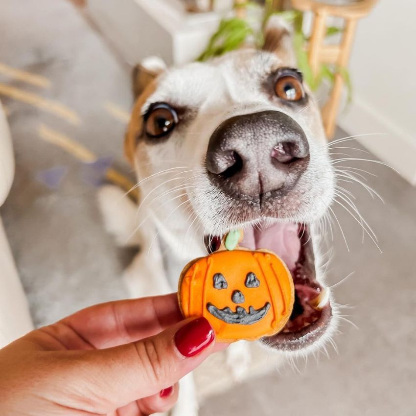friandises et biscuits halloween pour chien 