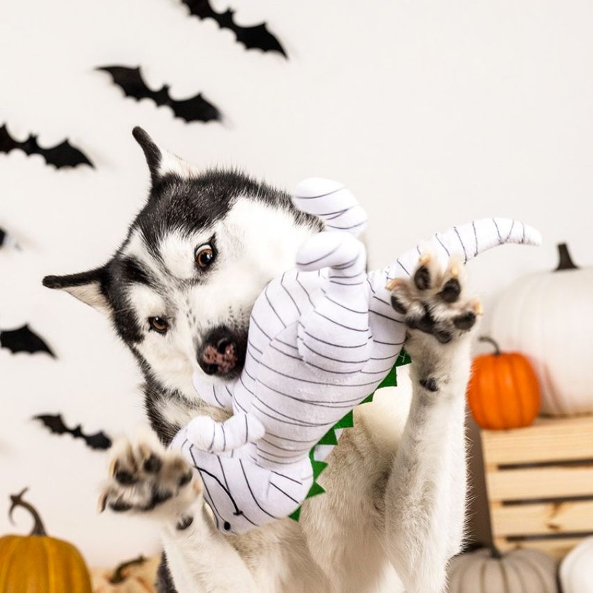jouets halloween pour chien 