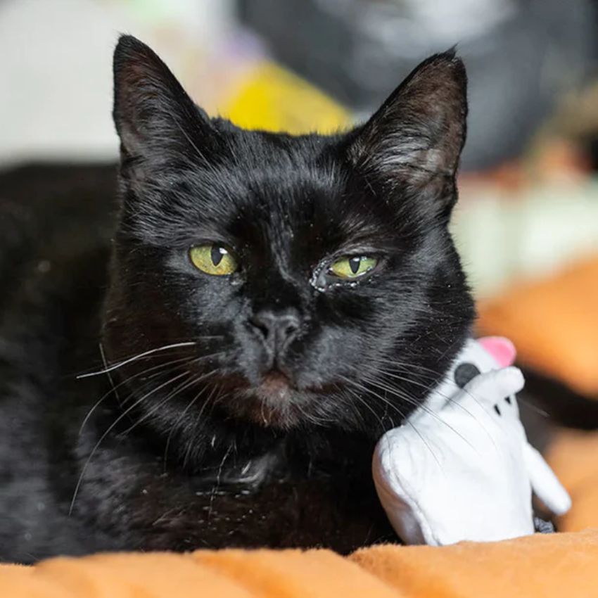 jouets et accessoires halloween pour chat