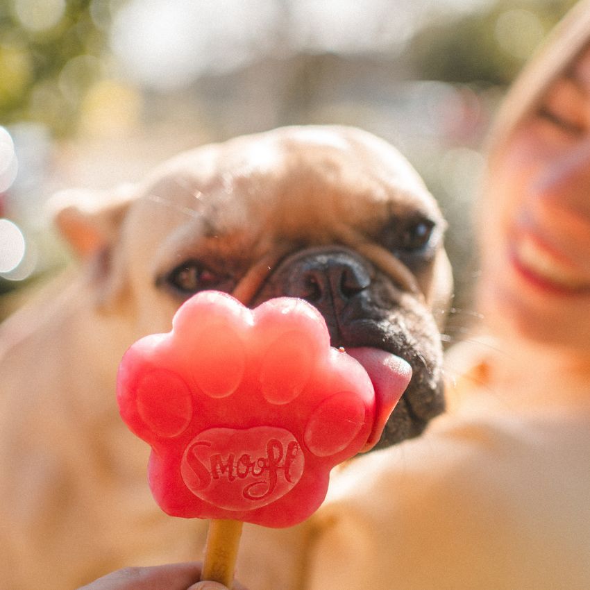 rafraichir son chien l'été avec tapis rafraichissant, glace et gourde