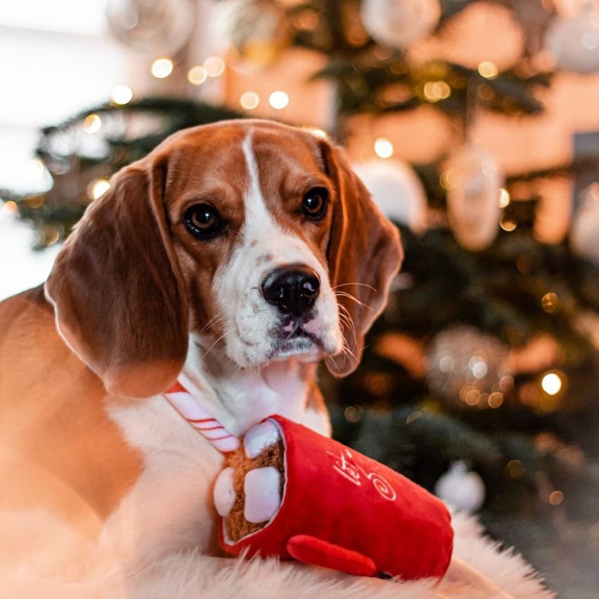 jouets peluches de noel pour chien 