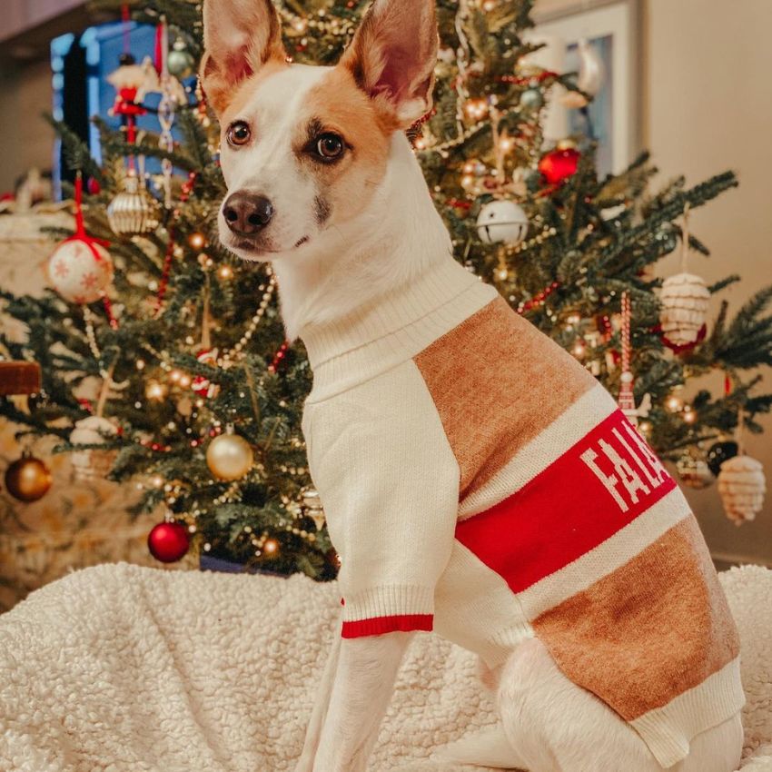 pull de noel pour chien, bandana de noel, déguisement serre tete de noel pour chien 