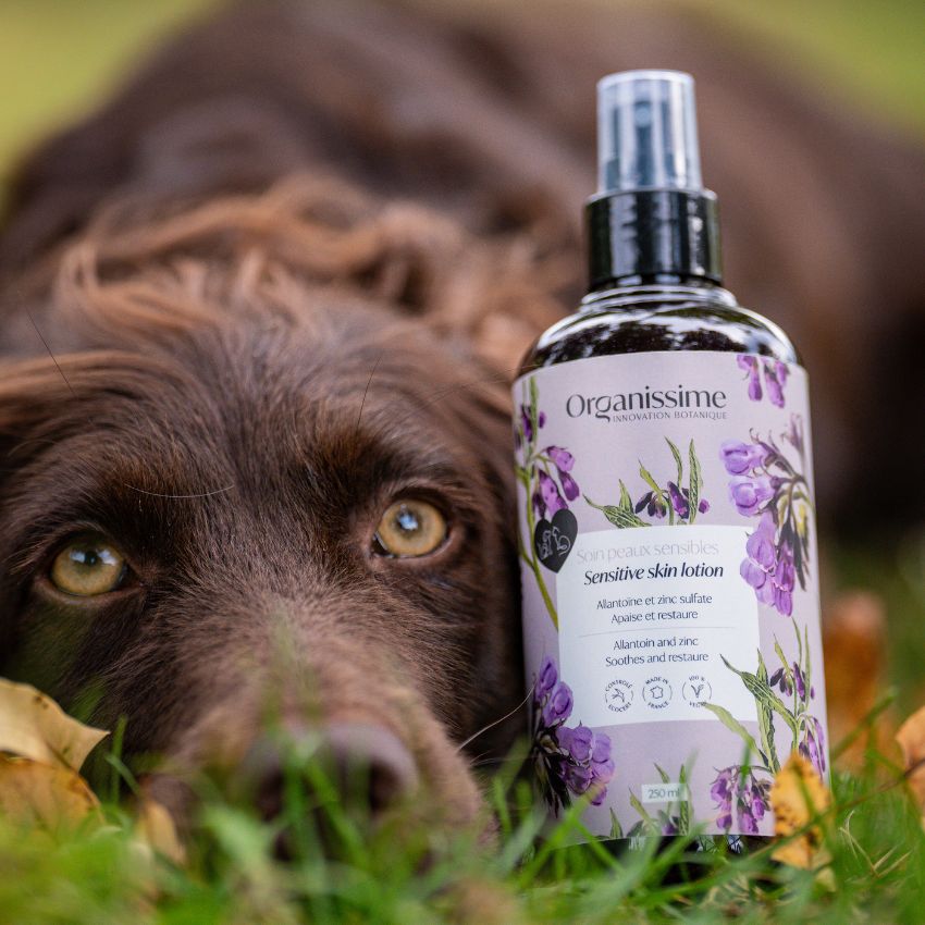 soins spécifiques pour chien : yeux oreille haleine fraiche et peau atopique