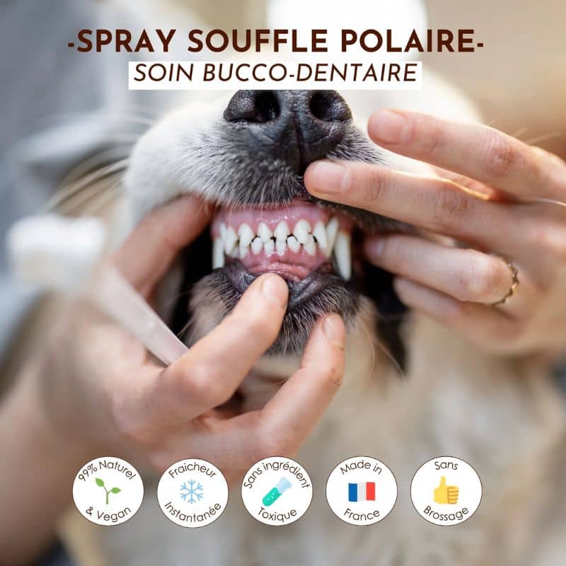 Spray haleine fraiche pour chien souffle polaire Dexter et Mango démonstration