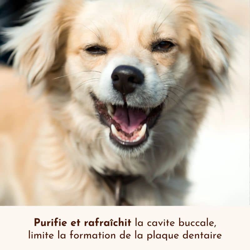 Spray haleine fraiche pour chien souffle polaire Dexter et Mango purification bouche
