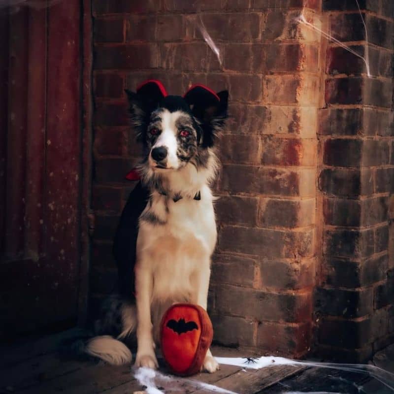 Déguisement pour chien de la marque Zippypaws, pour feter halloween avec son animal dans un costume de vampire dracula
