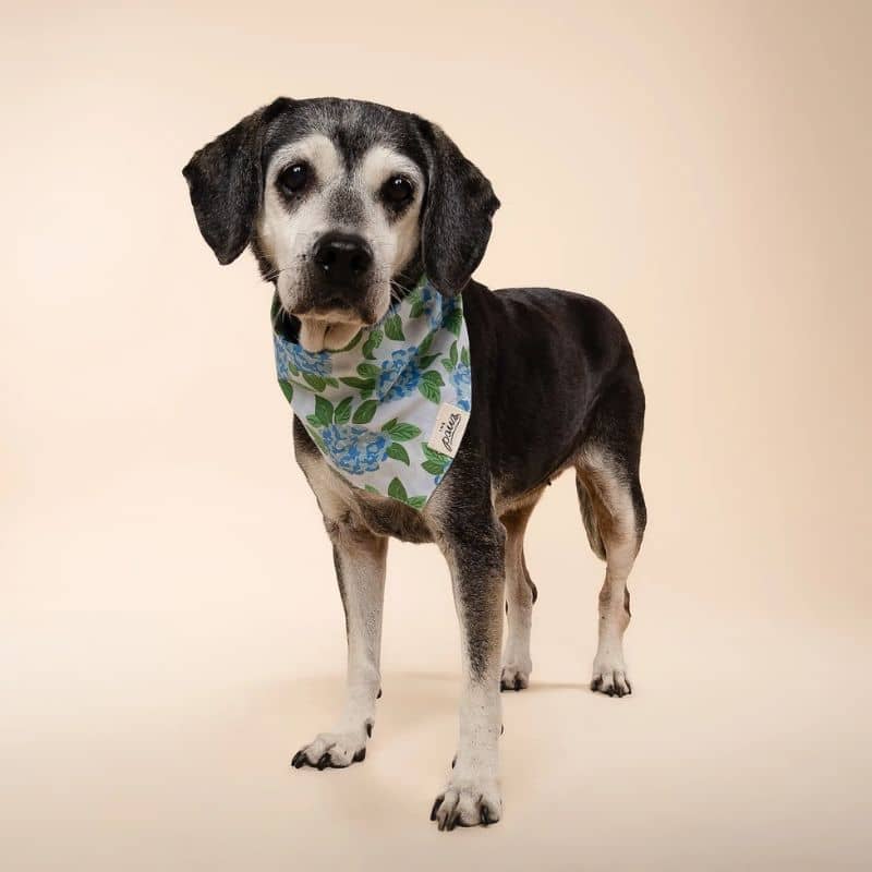 Bandana de la marque The Paws Sconset avec des fleurs bleues à nouer autour du cou pour chien accessoire fashion