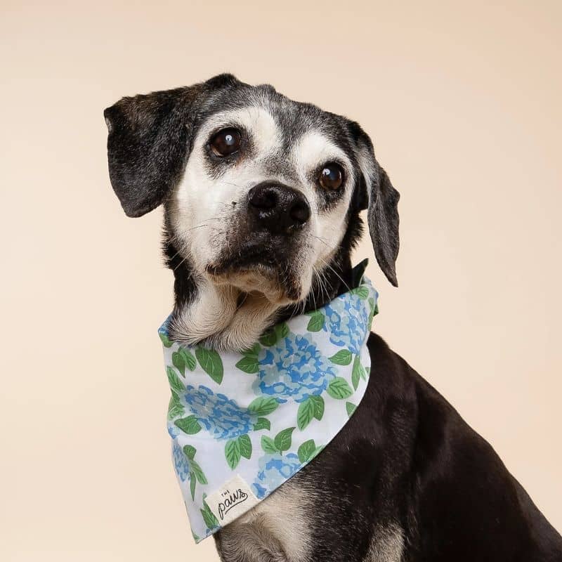 Bandana de la marque The Paws Sconset avec des fleurs bleues à nouer autour du cou pour chien très tendance