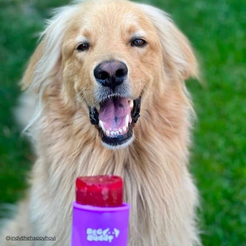 boite de 6 moules en silicone coloré et sans BPA pour réaliser des glaces pour chien sous forme de Mister Freeze : les IcePops Beg Buddy sont idéales pour rafraichir le chien l'été