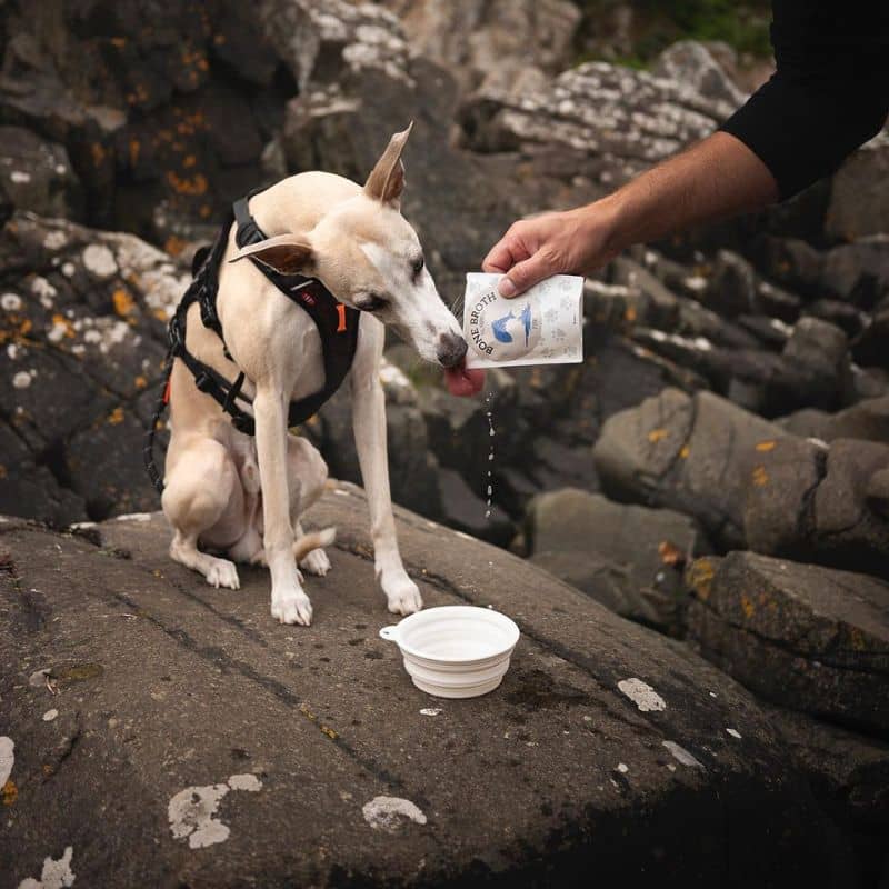 Bone Broth bouillon d'os pour chien aux nombreux bienfaits et source de collagène