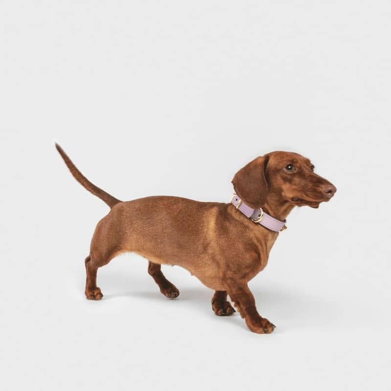 Teckel avec collier pour chien confortable en cuir fait en Italie par Branni Pets en mauve pastel lavande