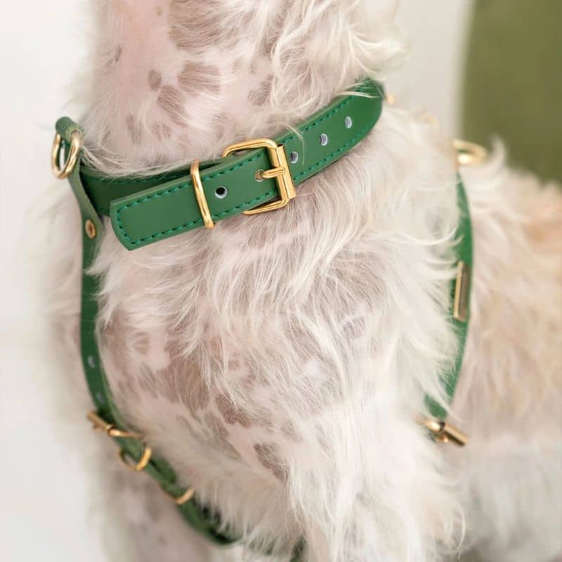 Détail de la boucle et de la sangle en cuir italien du harnais pour chien en vert de Branni Pets