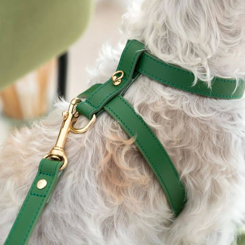 Harnais pour chien en cuir vert de Branni Pets avec détail de la sangle
