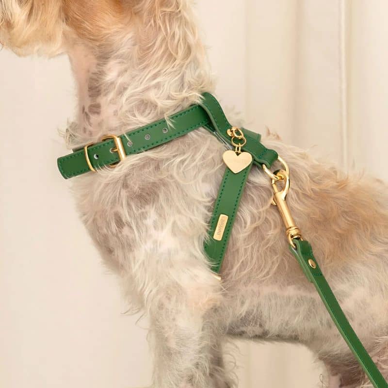 Détail du harnais pour chien modèle Nara de Branni Pets en cuir italien