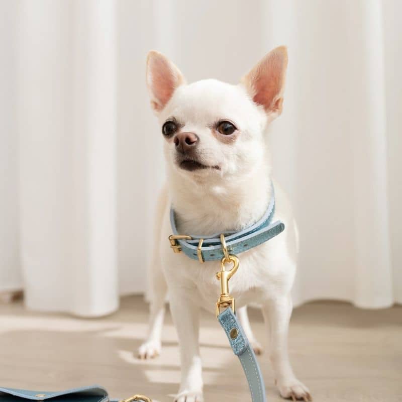 Chihuahua avec collier en cuir tendance pour petit chien