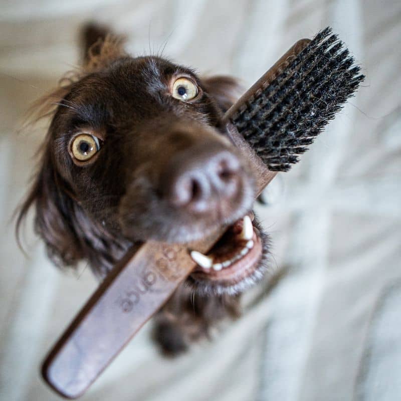 brosse ergolance par Biogance en poils de sanglier pour brosser les poils courts et enlever la poussière