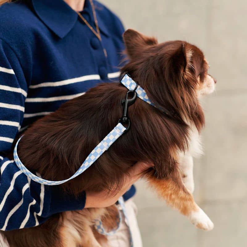 Collier pour chien en bleu ciel à carreaux motif vichy