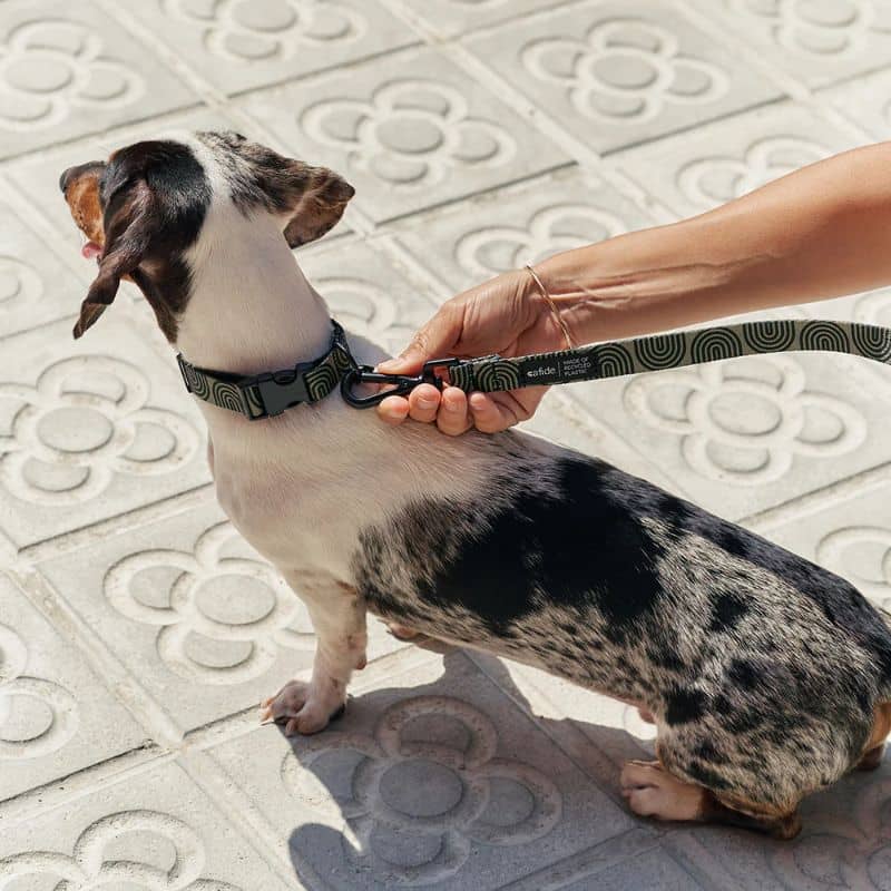 Chien avec collier tendance motif vague japonaise en vert kaki