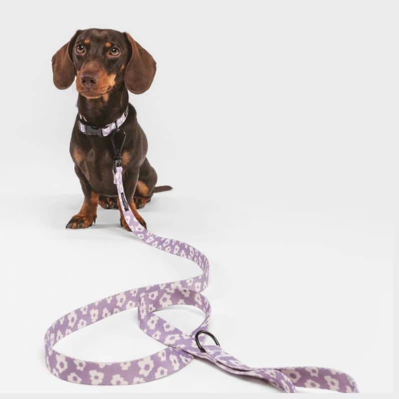 Collier pour chien en lilas avec laisse assortie de la marque cafide