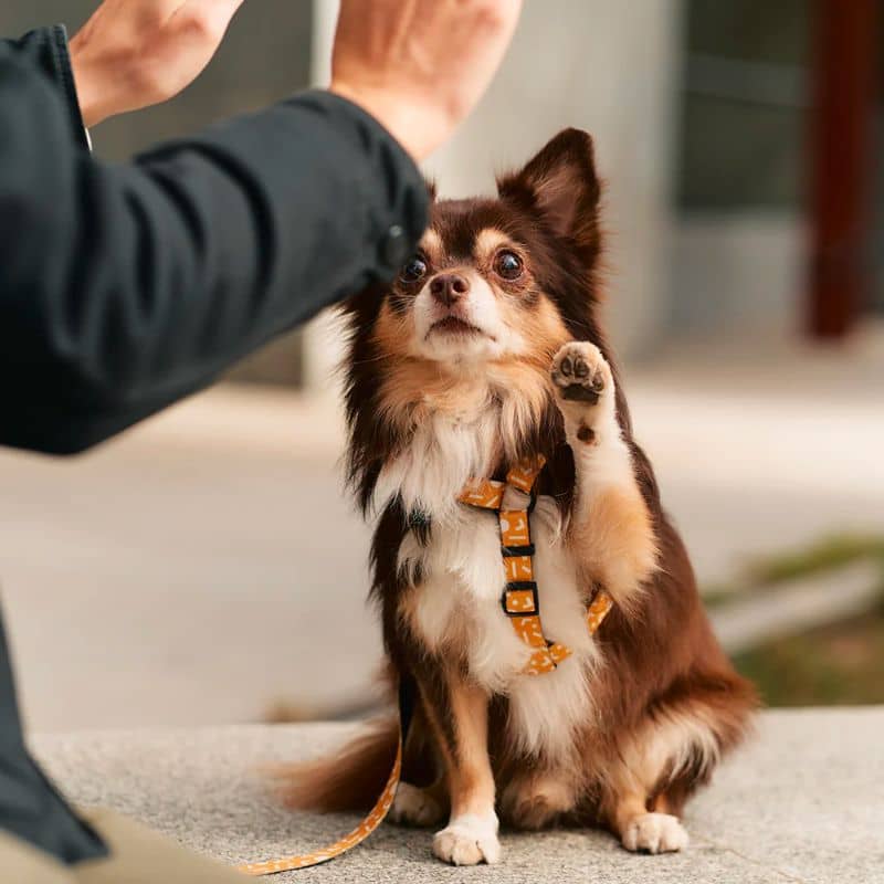 harnais ajustable tendance pour chien en tissu recycle 