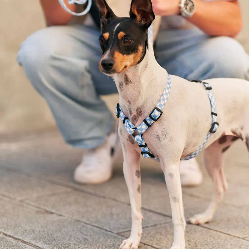 harnais pour chien ergonomique a carreaux bleu