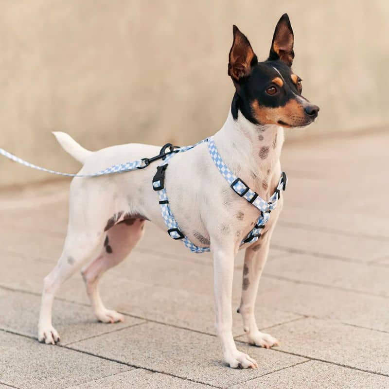 harnais ajustable en tissus ecoreponsable pour chien 