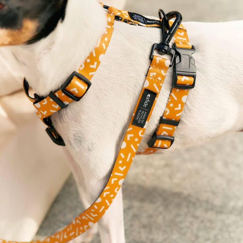 harnais pour chien memphis mustard de la marque cafide 