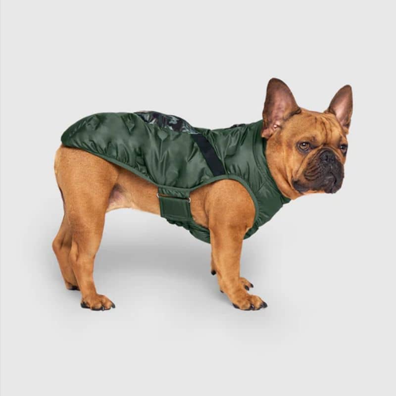 Bouledogue français avec doudoune kaki camouflage facile à enfiler de Canada Pooch