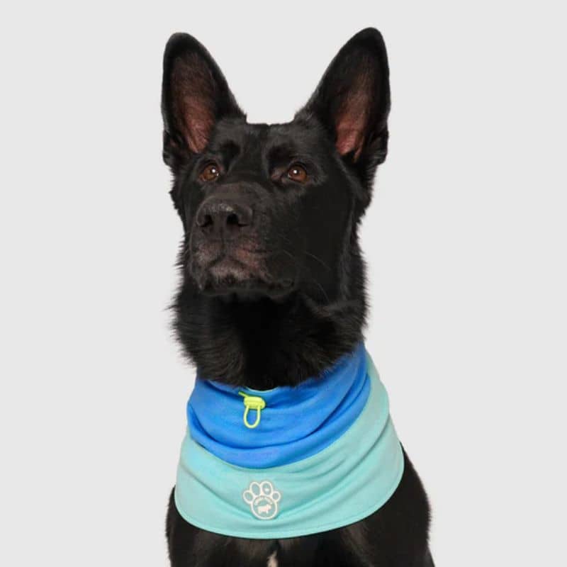 snood rafraichissant pour chien Max chill cooling Snood Canada Pooch