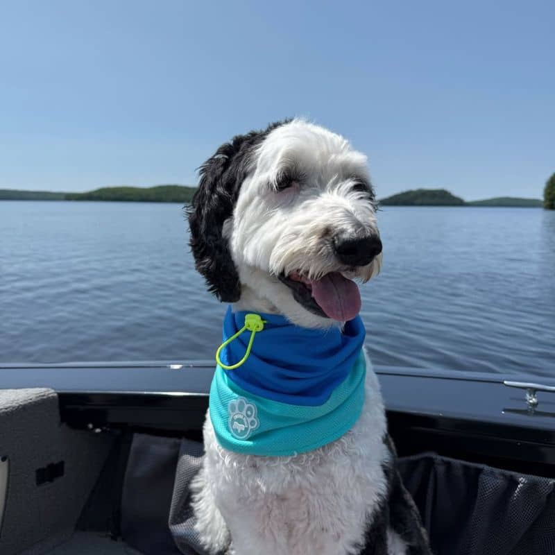 snood rafraichissant pour chien idéal pour l'été