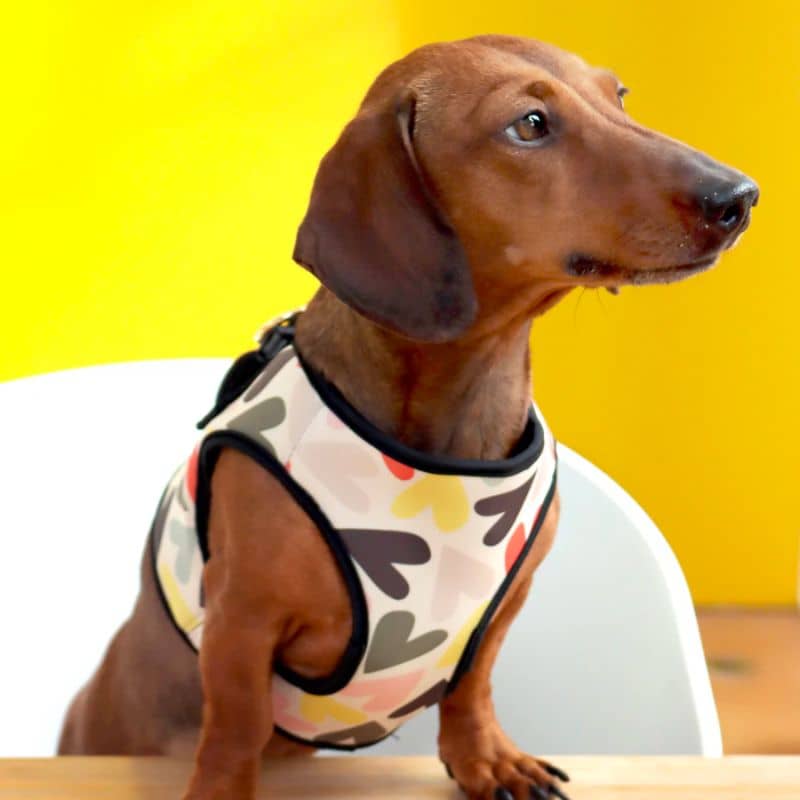 harnais veste pour chien facile à enfiler - motifs coeurs colorés Caroline Gardner