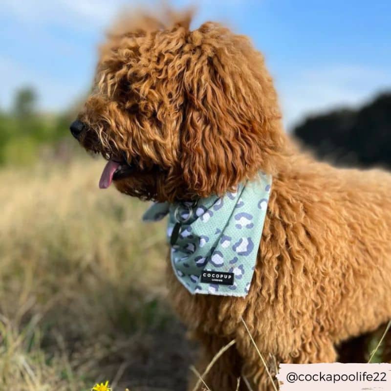 Chien avec bandana rafraichissant motif léopard vert pastel