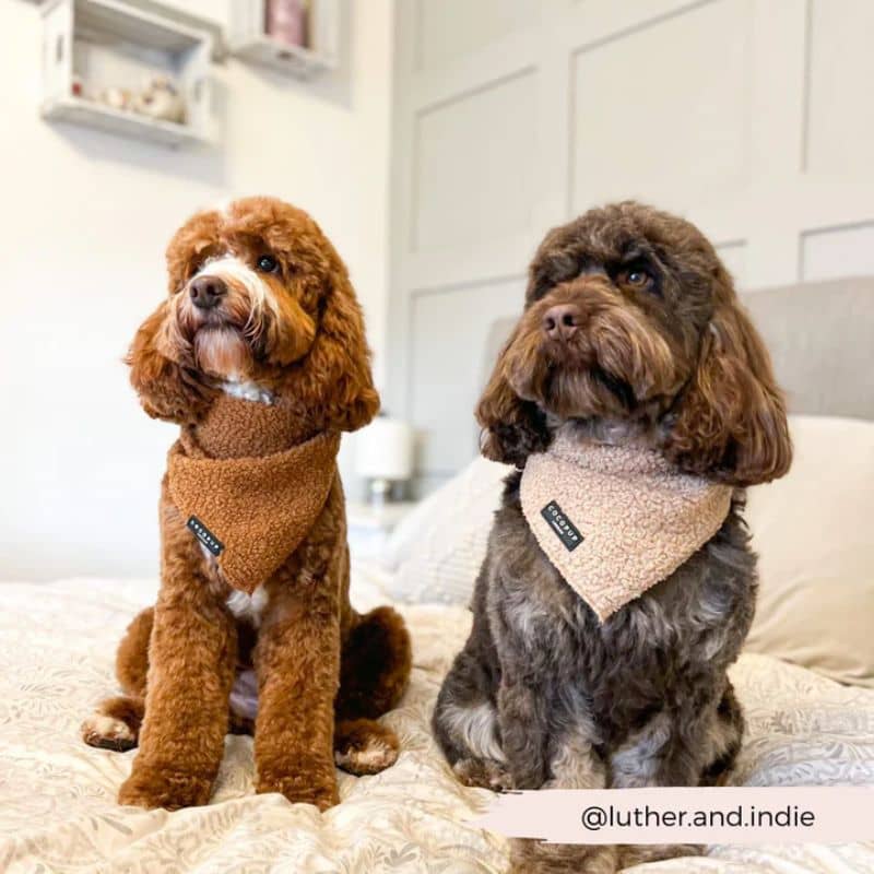 Chien avec bandana fluffy en beige de Cocopup London