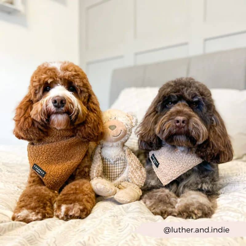 Chien avec bandana fluffy en caramel de Cocopup London