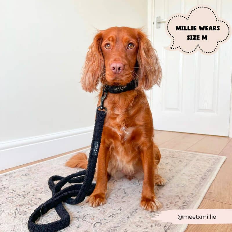 Collier pour chien teddy noir avec laisse assorti