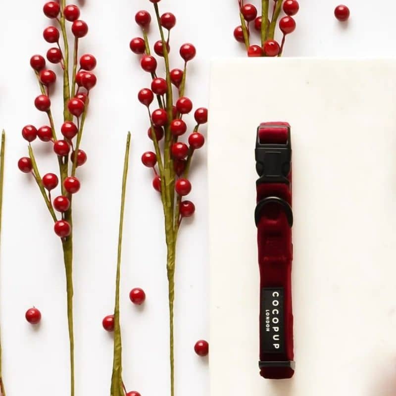 Collier pour chien en velours rouge Berry Red de Cocopup London pour noel ou 31