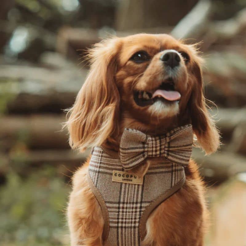 Noeud papillon pour chien de Cocopup London motif Pup plaid - carreaux beige et marron