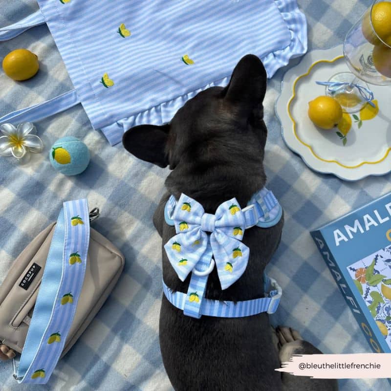 Bouledogue avec un noeud papillon pour chien sailor de coocpup london collection living la vida lemon