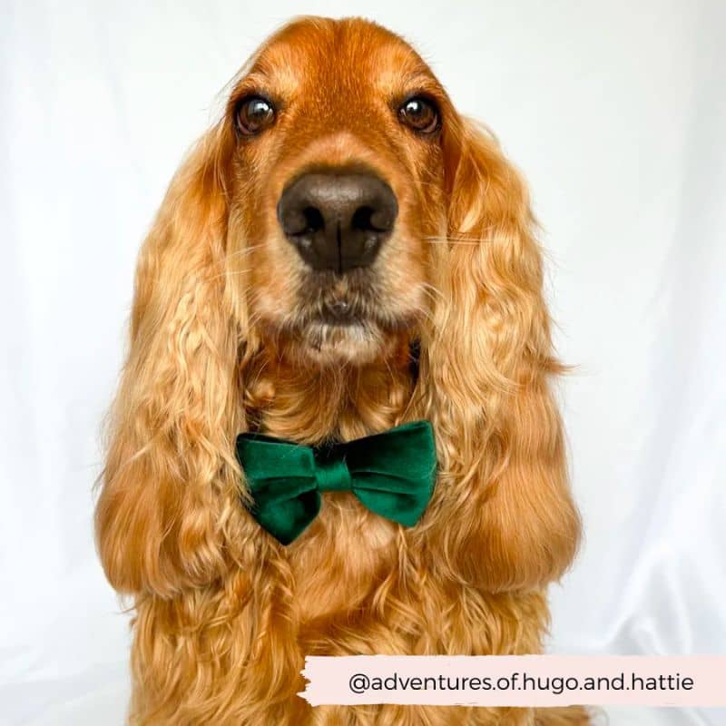 Chien avec noeud papillon en velours élégant de cocopup london en forest green velvet