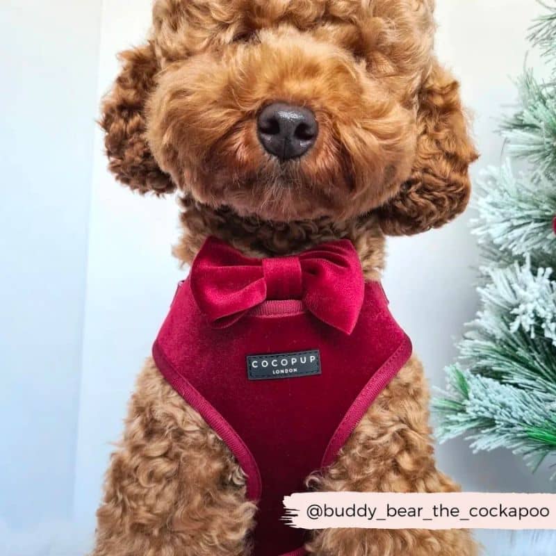 Noeud en velours velvet de cocopup london pour chien