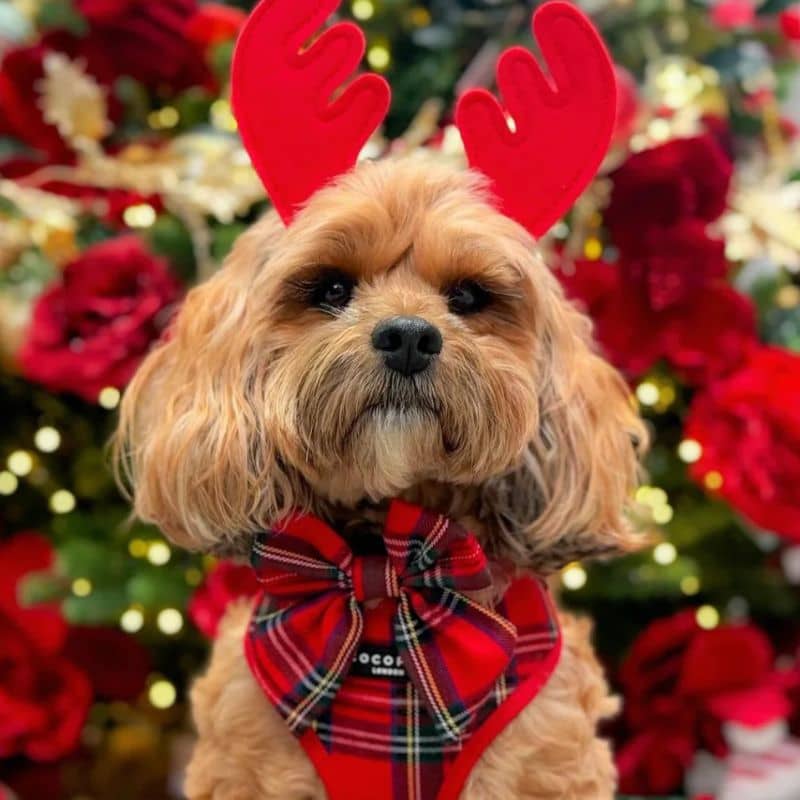 Chien avec un noeud papillon pour chien en forme sailor bow en rouge de Cocopup London