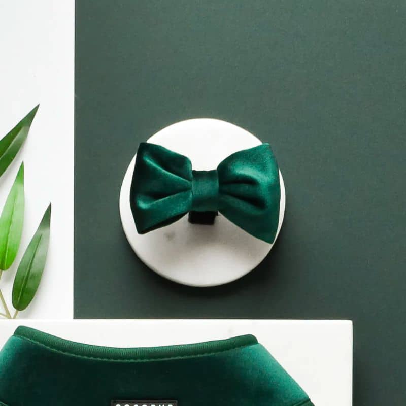 Détail du noeud papillon pour chien en vert sapin