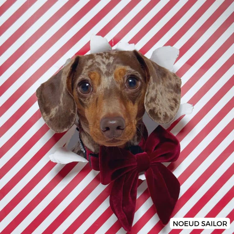 Teckel avec un noeud papillon pour chien en forme sailor bow en velours rouge de Cocopup London