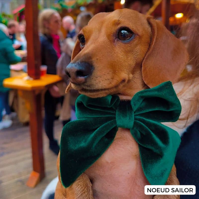 Teckel avec un noeud papillon pour chien en forme sailor bow en velours vert de Cocopup London