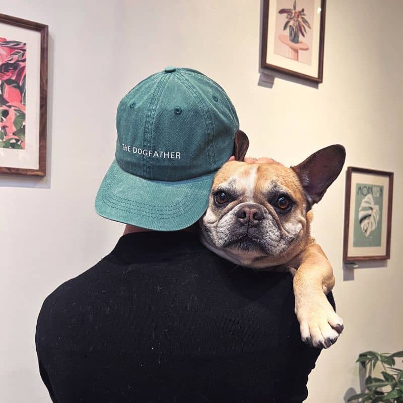 Bouledogue français avec maître gaga et casquette the dogfather dogdad de collar of sweden en vert