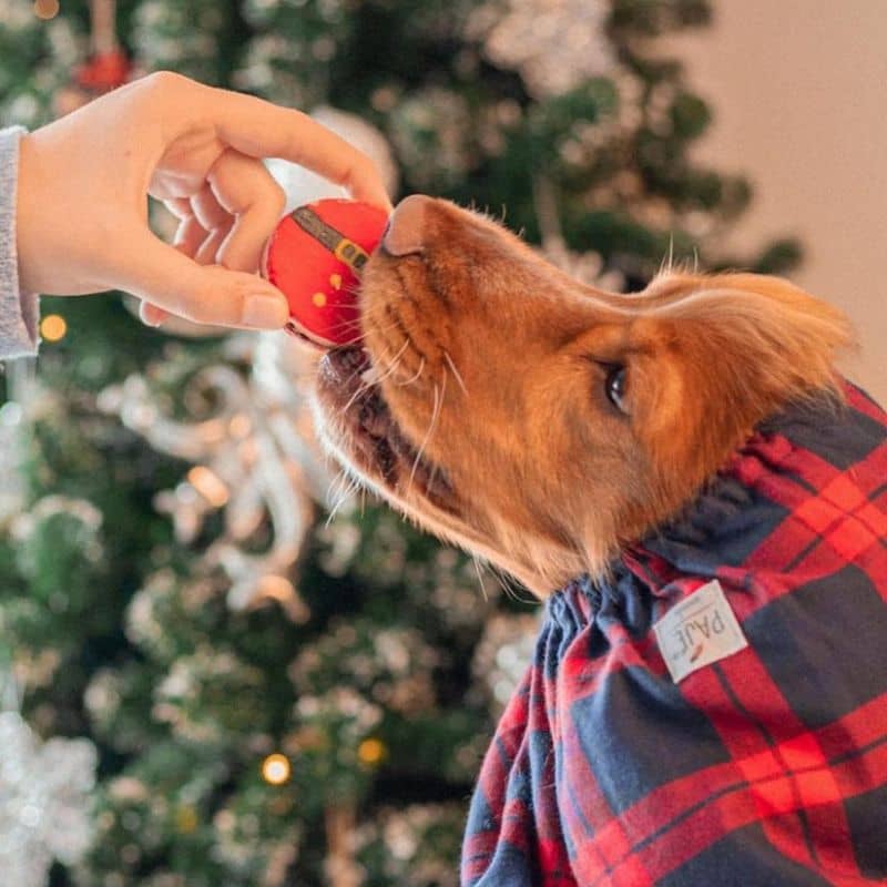 coffret de 3 macarons ventre du père Noel pour chien à la dinde "Santa belly macarons" Cook'as cookies