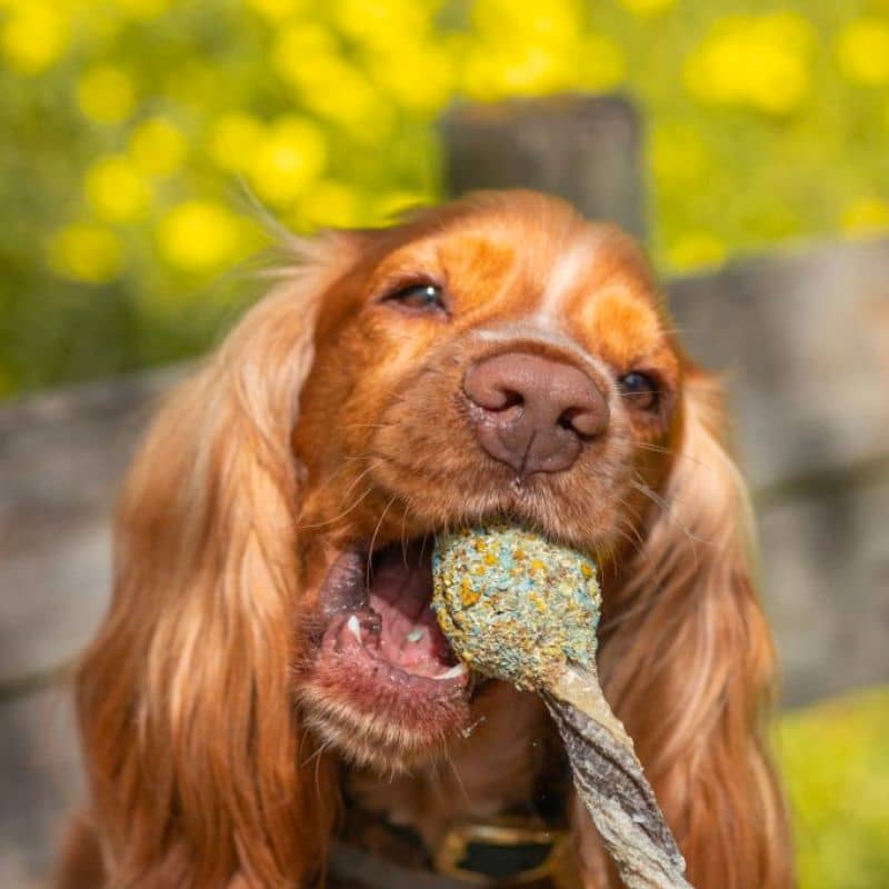 friandise pour chien en forme de sucette avec peau de morue et viande de dinde "Lollipop" Cooka's Cookies