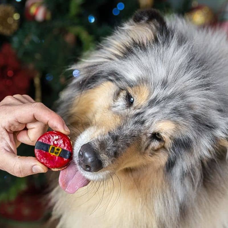 coffret de 3 macarons ventre du père Noel pour chien à la dinde "Santa belly macarons" Cook'as cookies